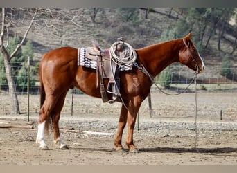 American Quarter Horse, Ruin, 10 Jaar, Donkere-vos