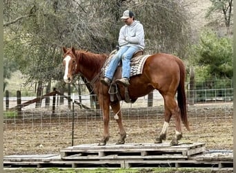 American Quarter Horse, Ruin, 10 Jaar, Donkere-vos