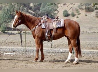 American Quarter Horse, Ruin, 10 Jaar, Donkere-vos