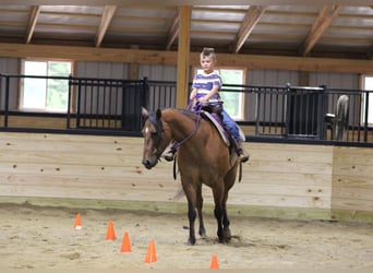 American Quarter Horse, Ruin, 10 Jaar, Falbe