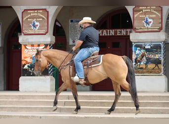 American Quarter Horse, Ruin, 10 Jaar, Falbe