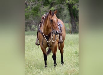 American Quarter Horse, Ruin, 10 Jaar, Falbe