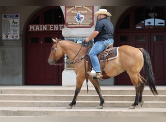 American Quarter Horse, Ruin, 10 Jaar, Falbe