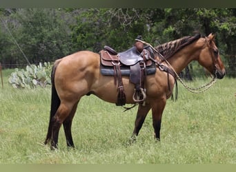 American Quarter Horse, Ruin, 10 Jaar, Falbe