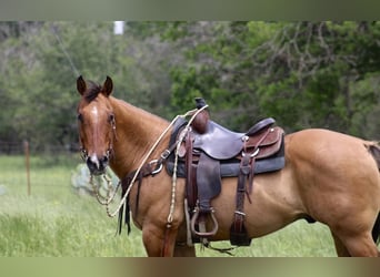 American Quarter Horse, Ruin, 10 Jaar, Falbe