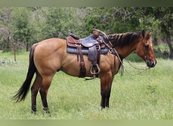 American Quarter Horse, Ruin, 10 Jaar, Falbe