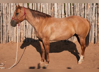 American Quarter Horse, Ruin, 10 Jaar, Falbe