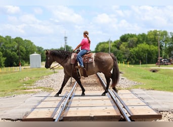 American Quarter Horse, Ruin, 10 Jaar, Grullo