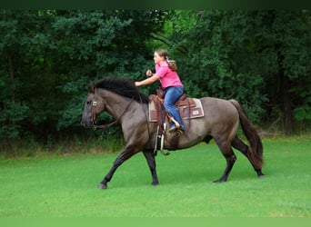 American Quarter Horse, Ruin, 10 Jaar, Grullo
