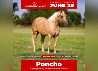 American Quarter Horse, Ruin, 10 Jaar, Palomino