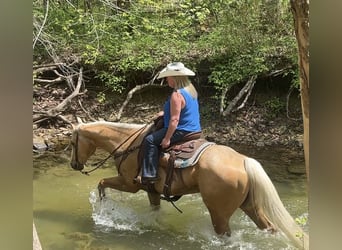 American Quarter Horse, Ruin, 10 Jaar, Palomino
