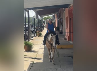 American Quarter Horse, Ruin, 10 Jaar, Palomino