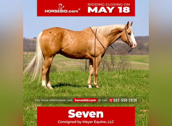 American Quarter Horse, Ruin, 10 Jaar, Palomino