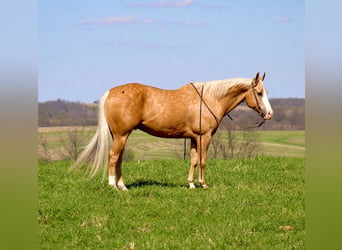 American Quarter Horse, Ruin, 10 Jaar, Palomino