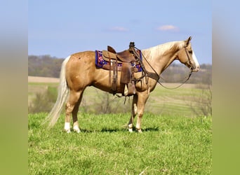 American Quarter Horse, Ruin, 10 Jaar, Palomino