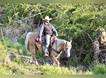 American Quarter Horse, Ruin, 10 Jaar, Palomino