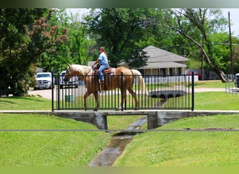 American Quarter Horse, Ruin, 10 Jaar, Palomino