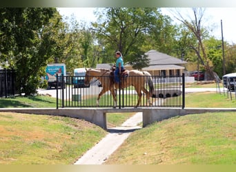 American Quarter Horse, Ruin, 10 Jaar, Palomino