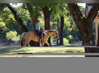 American Quarter Horse, Ruin, 10 Jaar, Palomino