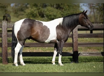 American Quarter Horse, Ruin, 10 Jaar