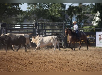 American Quarter Horse, Ruin, 10 Jaar, Roan-Bay