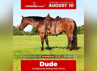 American Quarter Horse, Ruin, 10 Jaar, Roan-Bay