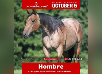 American Quarter Horse, Ruin, 10 Jaar, Roan-Bay