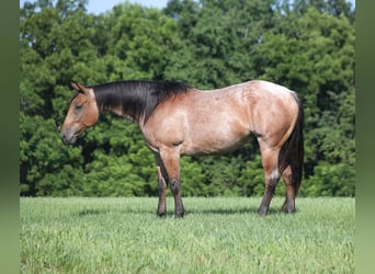 American Quarter Horse, Ruin, 10 Jaar, Roan-Bay