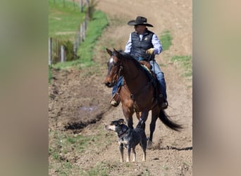 American Quarter Horse Mix, Ruin, 10 Jaar, Roan-Bay