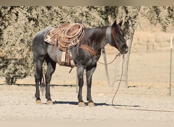 American Quarter Horse, Ruin, 10 Jaar, Roan-Blue