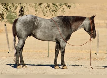American Quarter Horse, Ruin, 10 Jaar, Roan-Blue