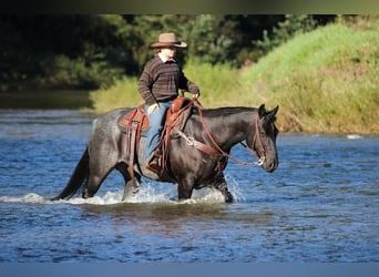 American Quarter Horse, Ruin, 10 Jaar, Roan-Blue