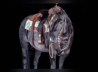American Quarter Horse, Ruin, 10 Jaar, Roan-Blue