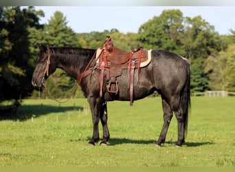 American Quarter Horse, Ruin, 10 Jaar, Roan-Blue