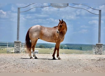 American Quarter Horse, Ruin, 10 Jaar, Roan-Red