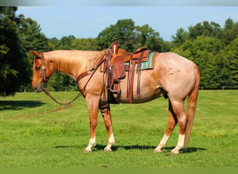 American Quarter Horse, Ruin, 10 Jaar, Roan-Red