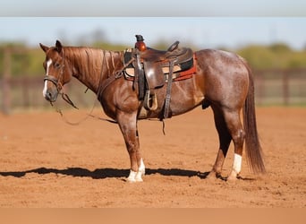 American Quarter Horse, Ruin, 10 Jaar, Roan-Red