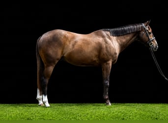 American Quarter Horse, Ruin, 10 Jaar, Roodbruin