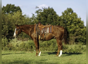 American Quarter Horse, Ruin, 10 Jaar, Roodvos