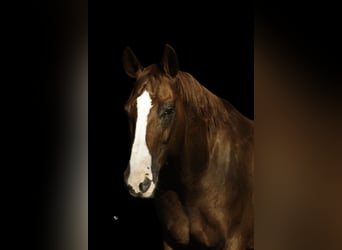 American Quarter Horse, Ruin, 10 Jaar, Roodvos