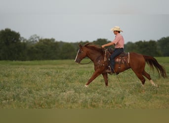 American Quarter Horse, Ruin, 10 Jaar, Roodvos