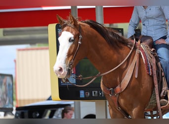 American Quarter Horse, Ruin, 10 Jaar, Roodvos