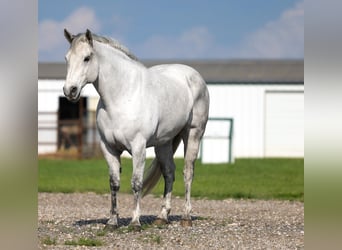 American Quarter Horse, Ruin, 10 Jaar, Schimmel