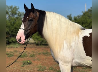 American Quarter Horse, Ruin, 10 Jaar, Tobiano-alle-kleuren