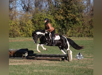 American Quarter Horse, Ruin, 10 Jaar, Tobiano-alle-kleuren