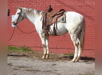 American Quarter Horse, Ruin, 10 Jaar, Wit