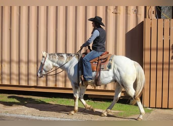 American Quarter Horse, Ruin, 10 Jaar, Wit