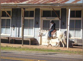 American Quarter Horse, Ruin, 10 Jaar, Wit