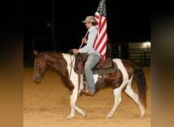 American Quarter Horse, Ruin, 11 Jaar, 135 cm, Tobiano-alle-kleuren