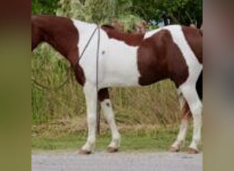 American Quarter Horse, Ruin, 11 Jaar, 135 cm, Tobiano-alle-kleuren